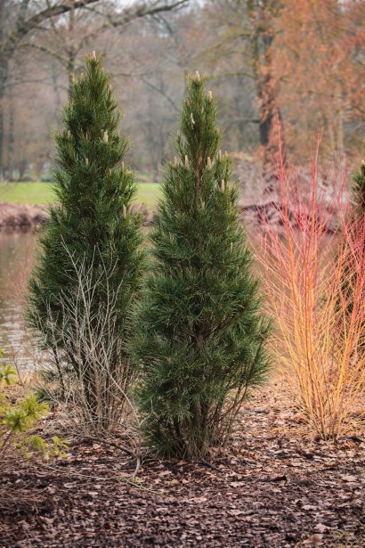 Сосна Комет в саду